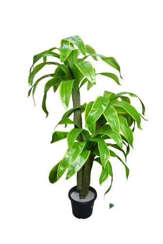 Artificial Dracaena  set of 3 plants  5 feet height