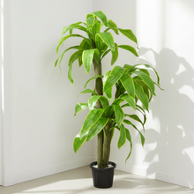 Artificial Dracaena  set of 3 plants  5 feet height