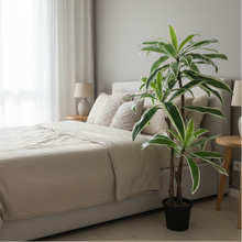 Artificial Dracaena set of 3 plant  5 feet height