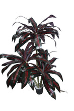 Artificial Dracaena set of 3 plants  5 feet height