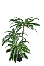 Artificial Dracaena set of 3 plants  5 feet height