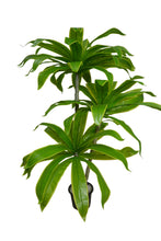 Artificial Dracaena set of 3 plants  5 feet height