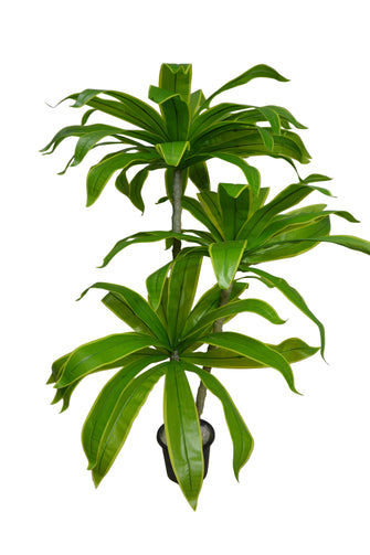 Artificial Dracaena set of 3 plants  5 feet height