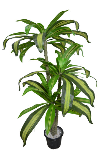 Artificial Dracaena plants 5 feet height (  set of 3 )