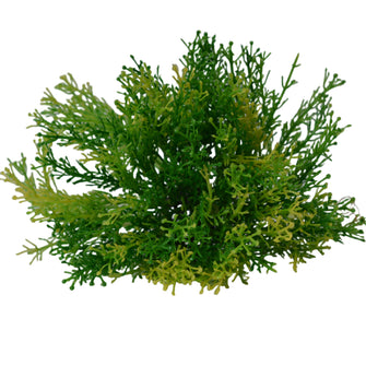 Artificial Cypress leaves topiary Plant