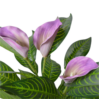 Artificial  Real Touch Calla Lily plant (size 28inch)