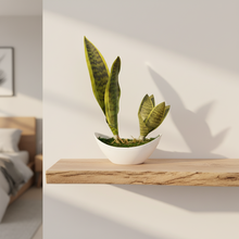 Artificial Snake Plants in Boat Pot