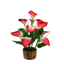Calla Lilly with Wooden Pot