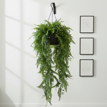 Artificial Autumn fern hanging (Height : 7 Feets)