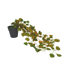 Artificial Vine Plant Falling with Pot (Natural Touch & Feel)