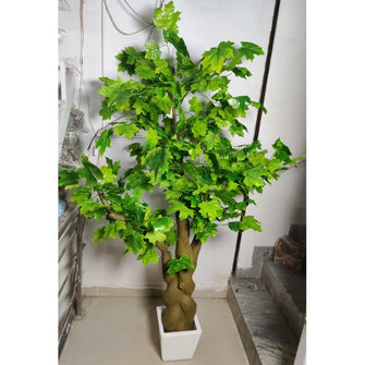 Mapple Green tree without pot (Height : 6 Feets)