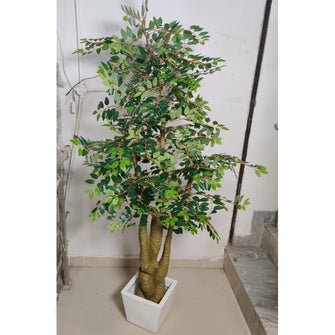 Ficus branches tree without pot (Height : 6 Feets)