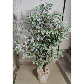 Ficus white tree without pot (Height : 6 Feets)