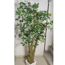Ficus leaves tree without pot  ( Height: 6 Feet)