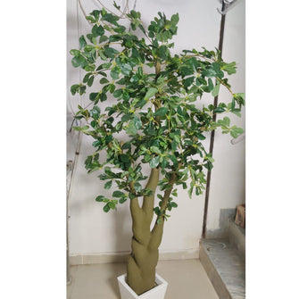 Ficus leaves tree without pot  ( Height: 6 Feet)