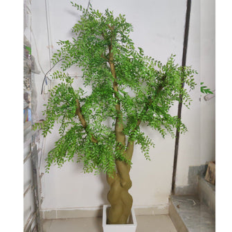Willow Leaves tree without pot  ( Height: 6 Feet)