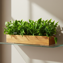 fancymart Artificial Leaves in Wood Planter (Width 30 cm)
