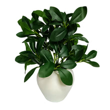 Artificial Rubber Plant in 4 inch White Apple Pot (Height 22 cm) for Home and Office Decor Plants for Decoration, Realistic Green Decorative for Interior, Living Room, Office Desk"