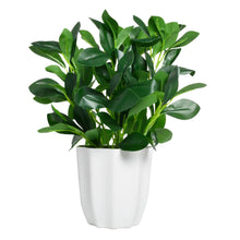 Artificial Rubber Plant with pot perfect for Home and Office Decor