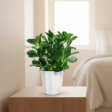 Artificial Rubber Plant with pot perfect for Home and Office Decor