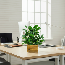 Artificial Rubber Plant in Wooden Pot Perfect Potted Decoration for Home Living Room & Office Spaces Height - 28cm?