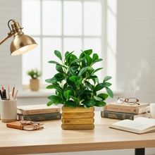 Artificial Rubber Plant in Wooden Pot Perfect Potted Decoration for Home Living Room & Office Spaces Height - 28cm?