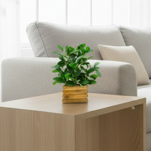 Artificial Rubber Plant in Wooden Pot Perfect Potted Decoration for Home Living Room & Office Spaces Height - 28cm?