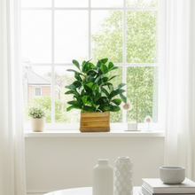 Artificial Rubber Plant in Wooden Pot Perfect Potted Decoration for Home Living Room & Office Spaces Height - 28cm?