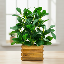 Artificial Rubber Plant in Wooden Pot Perfect Potted Decoration for Home Living Room & Office Spaces Height - 28cm?