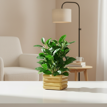 Artificial Rubber Plant in Wooden Pot Perfect Potted Decoration for Home Living Room & Office Spaces Height - 28cm?