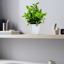 Artificial Plant Citrus Leaves in Pot Perfect Potted Decoration for Home Living Room & Office Spaces Height - 30cm