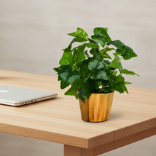 Artificial Real Touch Plant Leaves in Wood Pot (Height 30 cm)