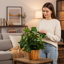 Artificial Real Touch Plant Leaves in Wood Pot (Height 30 cm)