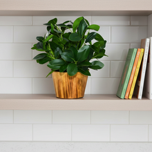 Artificial Real Touch Plant Leaves in Wood Pot (Height 30 cm)