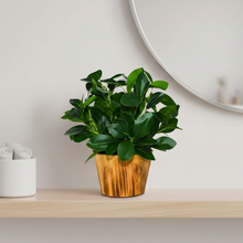 Artificial Real Touch Plant Leaves in Wood Pot (Height 30 cm)