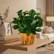 Artificial Real Touch Plant Leaves in Wood Pot (Height 30 cm)