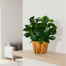 Artificial Real Touch Plant Leaves in Wood Pot (Height 30 cm)