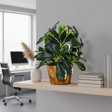 Artificial Leaves Plant in Wood Pot (Height 30 cm)