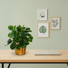 Artificial Leaves Plant in Wood Pot (Height 30 cm)