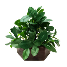 Artificial Ficus Leaves Plant in Wood Hexagon Pot - 20cm Height - Home & Office Decor Elegant Potted Plant for Tabletop Enhancement