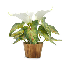 Artificial Caladium flower Plant in Wood Pot Design-01