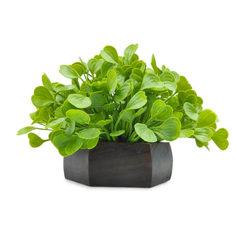 Artificial Waterplant Green in Hexagon Pot