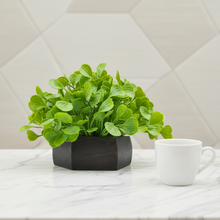 Artificial Waterplant Green in Hexagon Pot