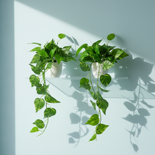 Artificial Money Plant Leaves Falling in Pot, Home and Office Decor Item for Desk & Wall Shelves