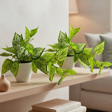 Artificial Plant Ficus Leaves Falling in Pot, Home and Office Decor Item for Desk & Wall Shelves