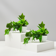 Artificial Plant Common ivy Leaves Falling in Pot, Home and Office Decor Item for Desk & Wall Shelves