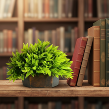 Artificial Green Bamboo Topairy in Wood Hexagon Pot - 18 cm Height