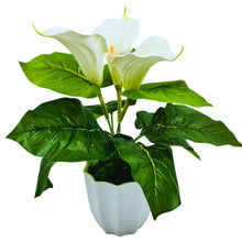 Artificial Calla Lily Flower with Plastic Pot (White, 1 Piece), Artificial Flora