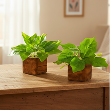 Artificial Leaves Plant in Small Wood Pot - 12cm Height - Pack of 2 - Home & Office Decor Elegant Potted Plant for Tabletop/Shelves Enhancement