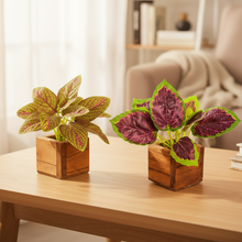 Artificial Leaves Plant in Small Wood Pot - 12cm Height - Pack of 2 - Home & Office Decor Elegant Potted Plant for Tabletop/Shelves Enhancement
